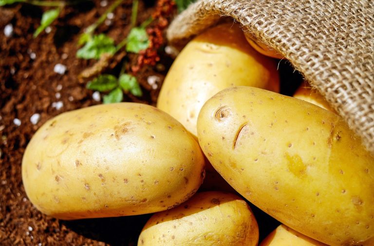 Quand faut-il planter les pommes de terre et réussir à avoir une belle récolte ?
